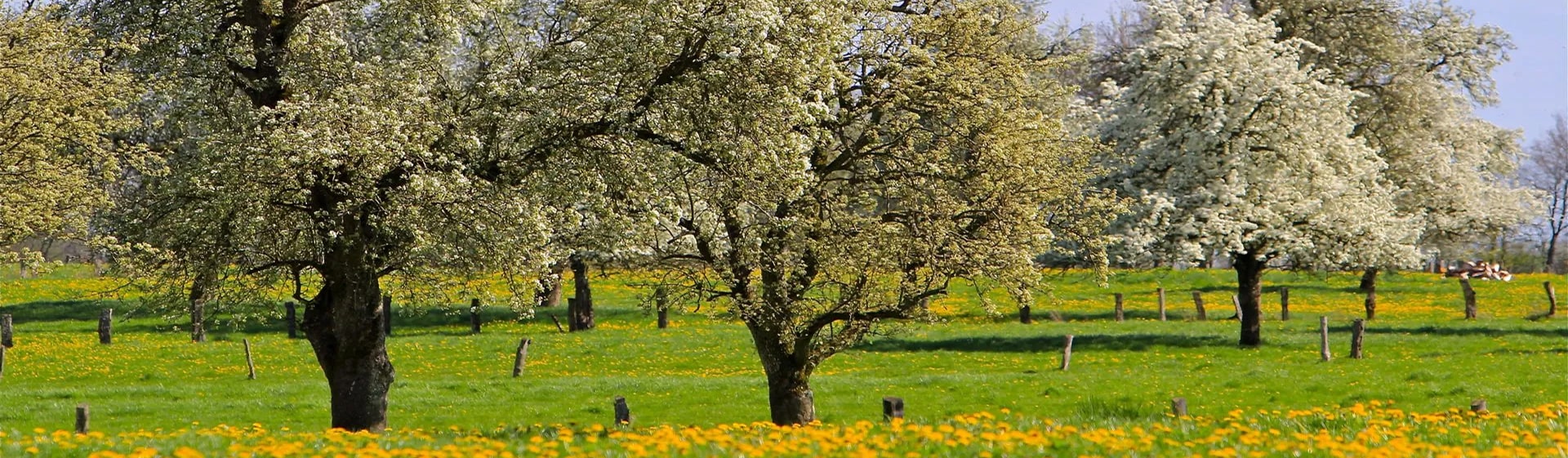 Jarní sad s kvetoucími stromy