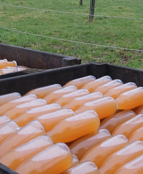 Čerstvý hruškový mošt